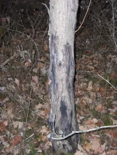 butternut canker thumbnail 4