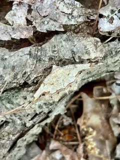 Friendly Probole Moth thumbnail 4