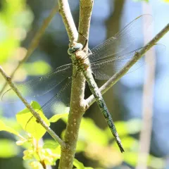 Cyrano Darner thumbnail 2