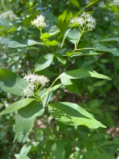 brown dogwood thumbnail 2