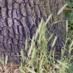 wall barley thumbnail 4