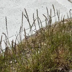 Perennial Ryegrass thumbnail 2