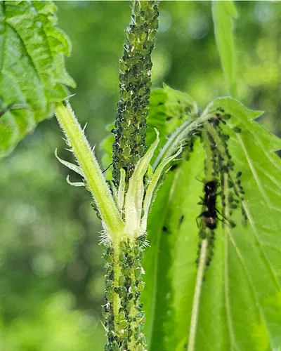 dark green nettle aphid