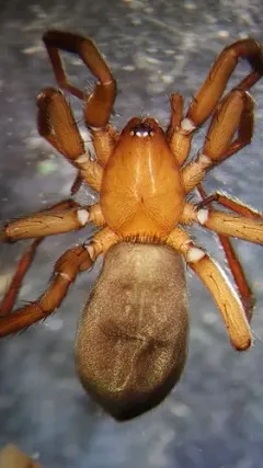 Drassyllus dromeus thumbnail 2