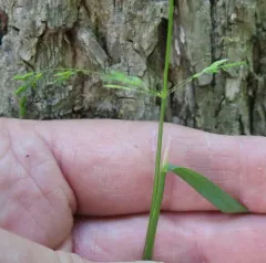 Rough Meadow-grass thumbnail 4
