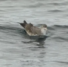 Pink-footed Shearwater thumbnail 2