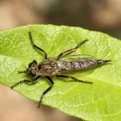 Black-thighed Bladetail thumbnail 1