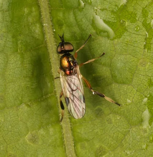 Actina viridis
