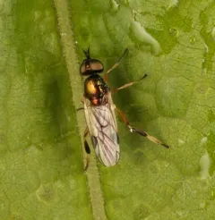 Actina viridis thumbnail 1