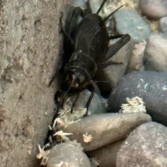 Spring Field Cricket thumbnail 3