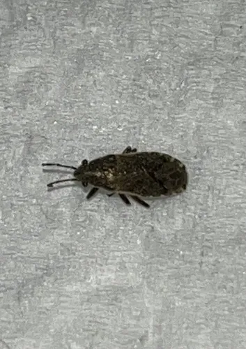 Nettle ground bug