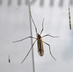 Prionolabis rufibasis thumbnail 2