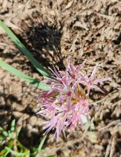 twinleaf onion thumbnail 1