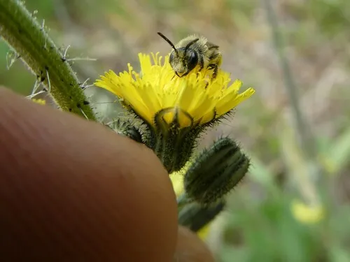 Dwarf-dandelion Mining Bee