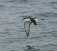 Buller's Shearwater thumbnail 3