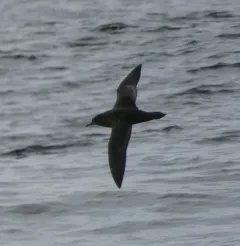 Short-tailed Shearwater thumbnail 3