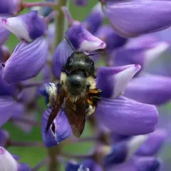 Bufflehead Mason Bee thumbnail 1