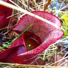 purple pitcher plant thumbnail 4