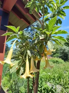 Angel's Trumpet thumbnail 1