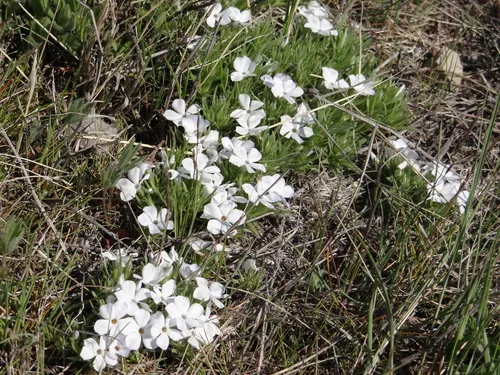 Missoula Phlox