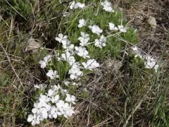 Missoula Phlox thumbnail 1