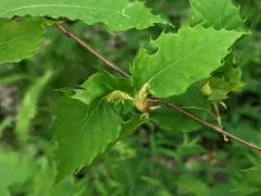 Oriental Chestnut Gall Wasp thumbnail 4