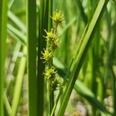inland sedge thumbnail 3