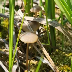 sphagnum greyling thumbnail 4