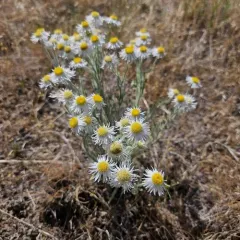 Shaggy Fleabane thumbnail 3