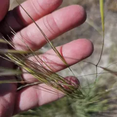 Needle-and-thread Grass thumbnail 4