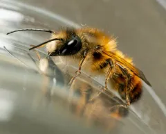 Red Mason Bee thumbnail 4