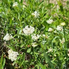 inland ceanothus thumbnail 4