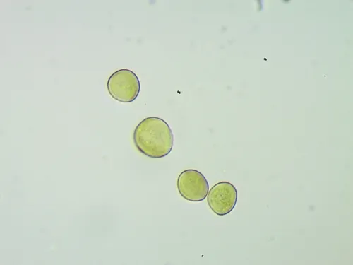 Trichia nivicola