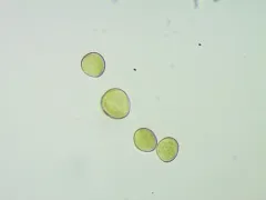 Trichia nivicola thumbnail 1