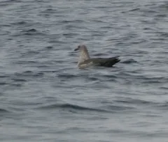 South Polar Skua thumbnail 4