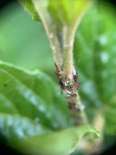 American Viburnum Aphid