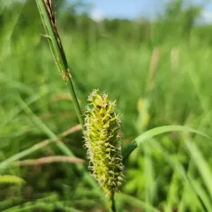 lake sedge thumbnail 4