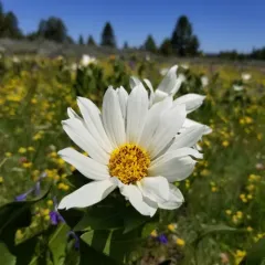 Sunflower Mule-ears thumbnail 2