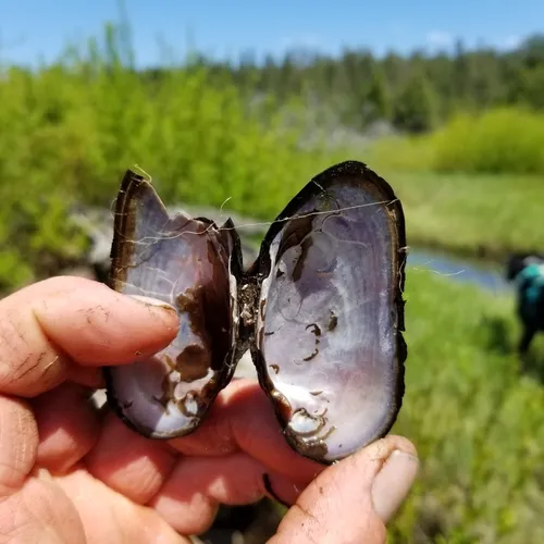 Western Pearlshell