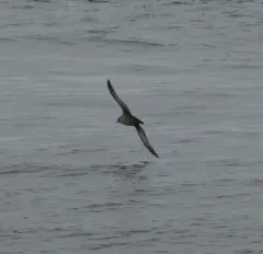 Sooty Shearwater thumbnail 3