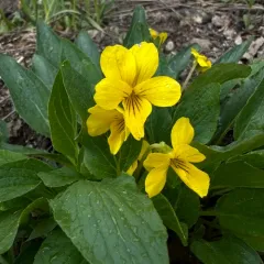 Canary Violet thumbnail 3