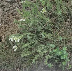 Narrowleaf Milkvetch thumbnail 4