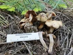 Cortinarius ahsii thumbnail 2