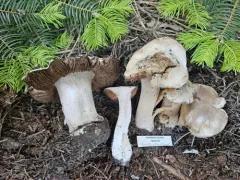 Cortinarius truckeensis thumbnail 2