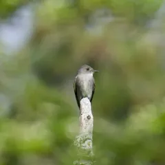 Western Wood-Pewee thumbnail 4