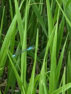 Prairie Bluet thumbnail 2