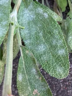 Golovinomyces neosalviae thumbnail 3