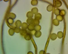 Trichia nivicola thumbnail 2