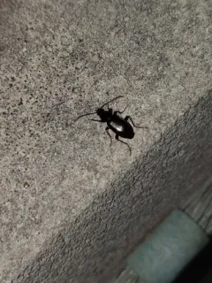 Punctiform Harp Ground Beetle thumbnail 4