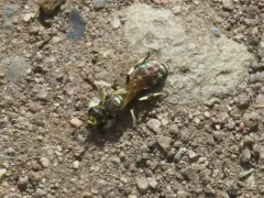 Crabro vernalis thumbnail 1